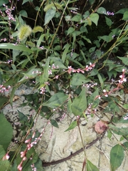 Persicaria posumbu