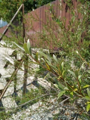 Salix alba micans