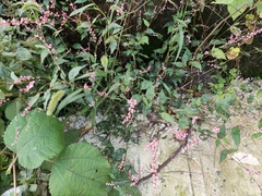 Persicaria posumbu