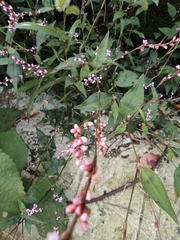 Persicaria posumbu