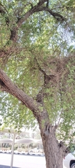 Ziziphus jujuba
