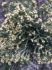 Ozothamnus scutellifolius