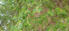 Ziziphus jujuba