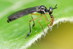 Dioctria bicincta