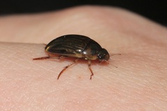 Tropisternus collaris