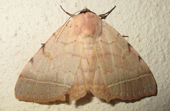 Hypopyra africana