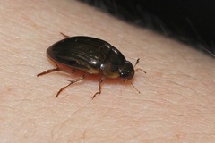 Tropisternus collaris