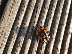 Aiolocaria hexaspilota