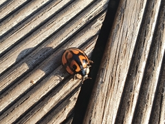 Aiolocaria hexaspilota