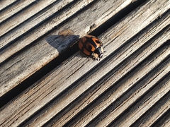 Aiolocaria hexaspilota