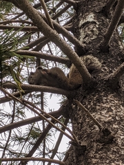 Callosciurus erythraeus thaiwanensis
