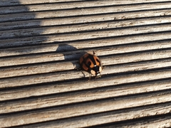 Aiolocaria hexaspilota