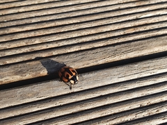 Aiolocaria hexaspilota