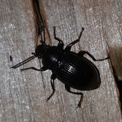Tenebrionidae