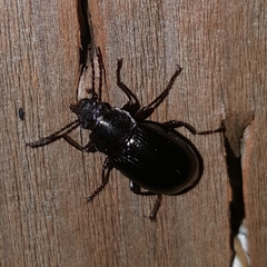Tenebrionidae
