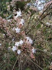 Abelia chinensis