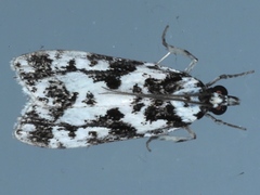 Eudonia aphrodes