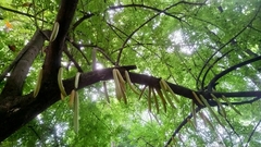 Parmentiera cereifera