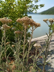 Achillea setacea