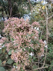 Abelia chinensis