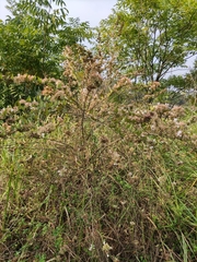 Abelia chinensis