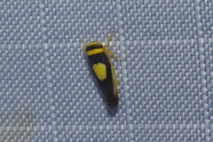 Colladonus clitellarius