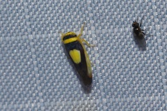 Colladonus clitellarius