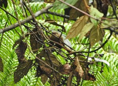 Cinnycerthia unirufa