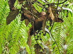 Cinnycerthia unirufa