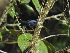 Diglossa caerulescens