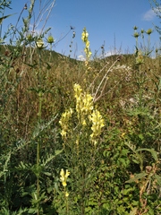 Linaria biebersteinii