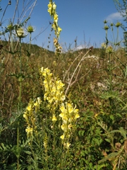 Linaria biebersteinii