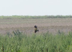 Circus aeruginosus aeruginosus