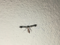 Michaelophorus indentatus