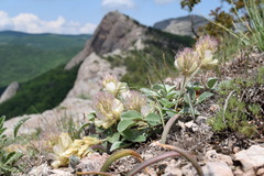 Hedysarum candidum