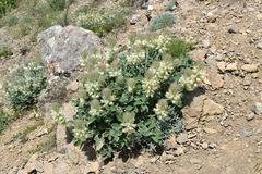 Hedysarum candidum