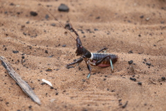 Colossopus grandidieri