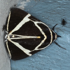 Fodina ostorius