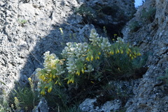 Hedysarum candidum