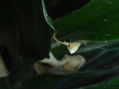 Uloboridae