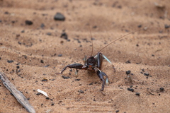Colossopus grandidieri