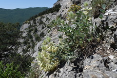 Hedysarum candidum