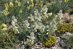 Hedysarum candidum