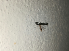 Michaelophorus indentatus