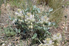 Hedysarum candidum