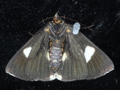 Fodina ostorius