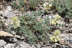 Hedysarum candidum