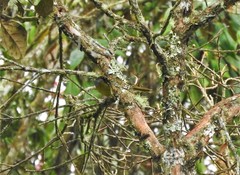 Conirostrum albifrons