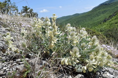 Hedysarum candidum