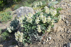 Hedysarum candidum